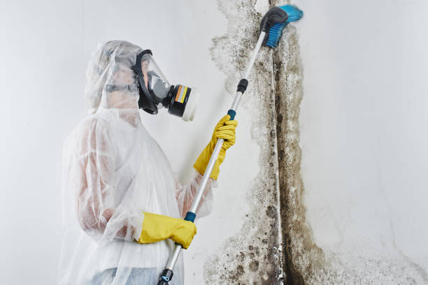 Reliable Kingston, WA Mold Removal Solutions