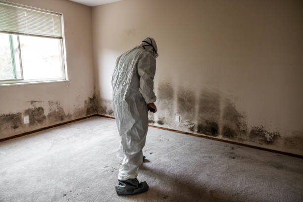 Crawl Space Mold Removal in Kingston, WA