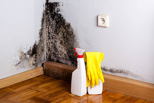 Best Local Mold Removal Service  in Kingston, WA