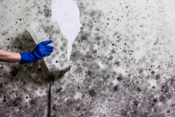 Best Toxic Mold Removal  in Kingston, WA